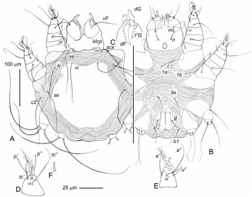 Mites Of The Subfamily Harpirhynchinae Acariformes Harpirhynchidae From North American Birds