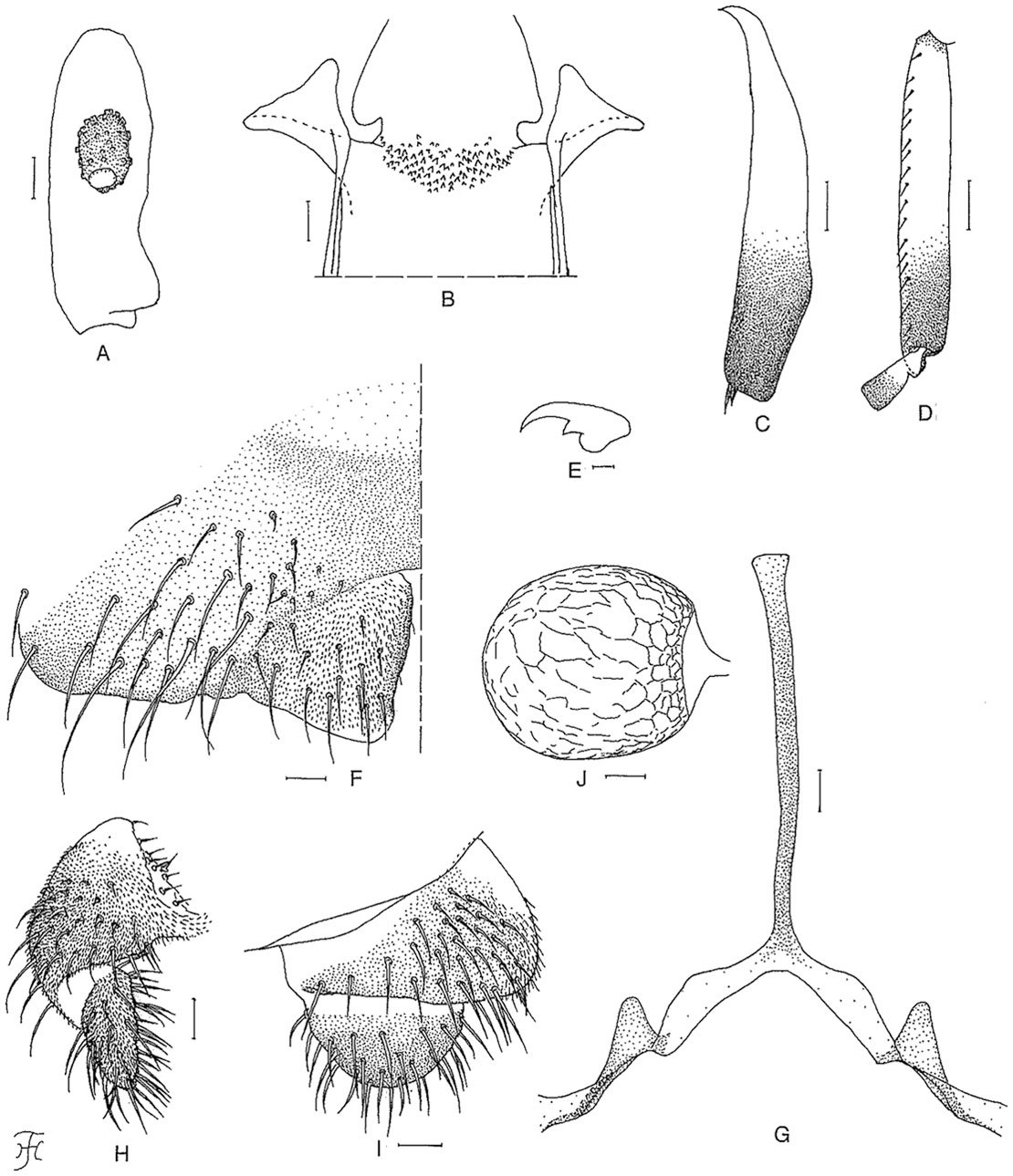 A New Species And Species-group Of Simulium (simulium) (diptera 