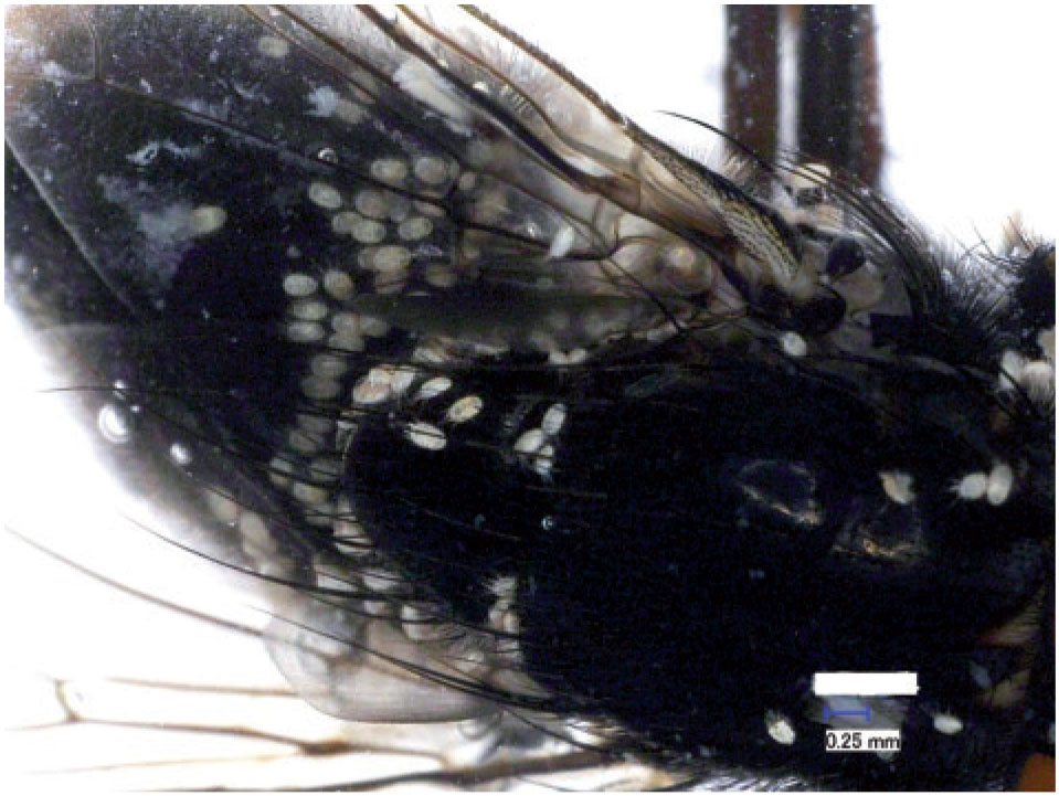 Association Of Myianoetus Muscarum Acari Histiostomatidae With Synthesiomyia Nudiseta Wulp 