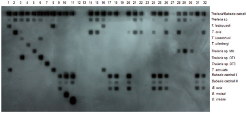 Molecular And Parasitological Survey Of Ovine Piroplasmosis Including The First Report Of Theileria Annulata Apicomplexa Theileridae In Sheep And Goats From Turkey