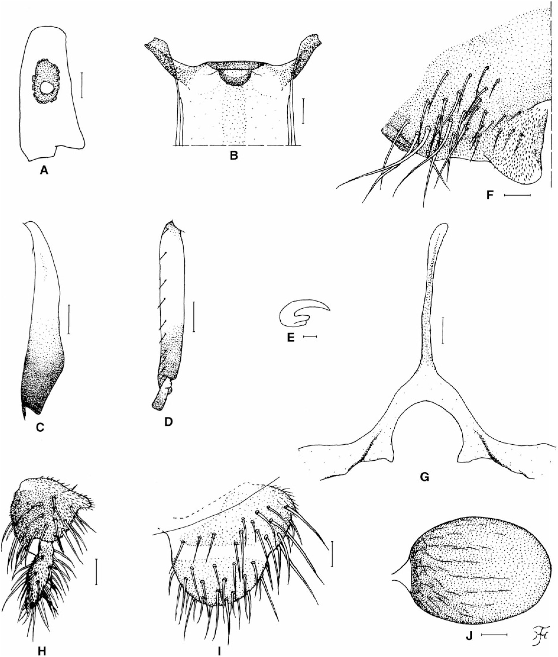 Simulium maleewongae, a New Species of Simulium (Gomphostilbia ...