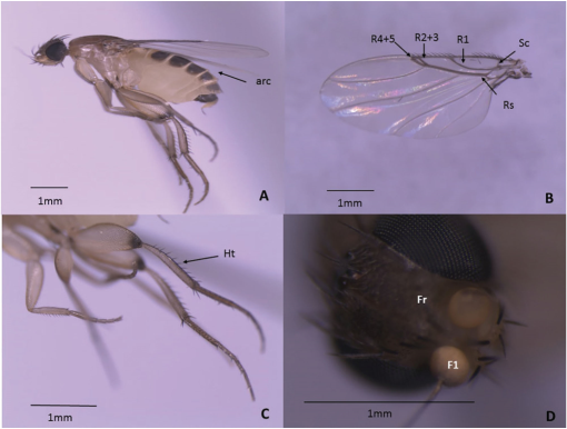 Morphological and Molecular Characteristic of Megaselia scalaris ...