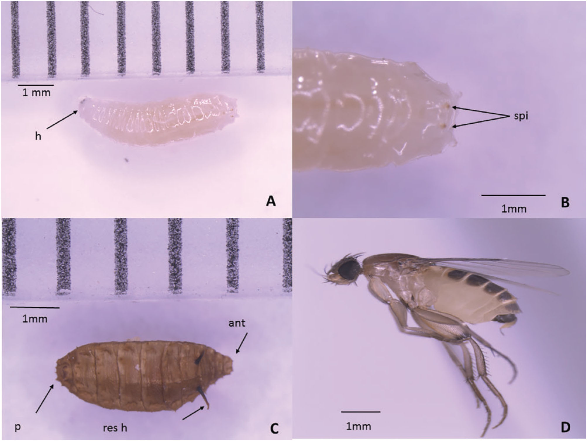 Morphological And Molecular Characteristic Of Megaselia Scalaris ...