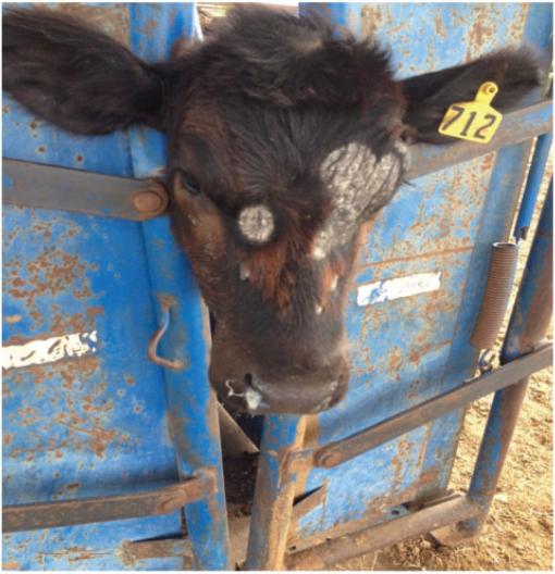 Fungi Isolated From House Flies Diptera Muscidae On Penned Cattle In South Texas