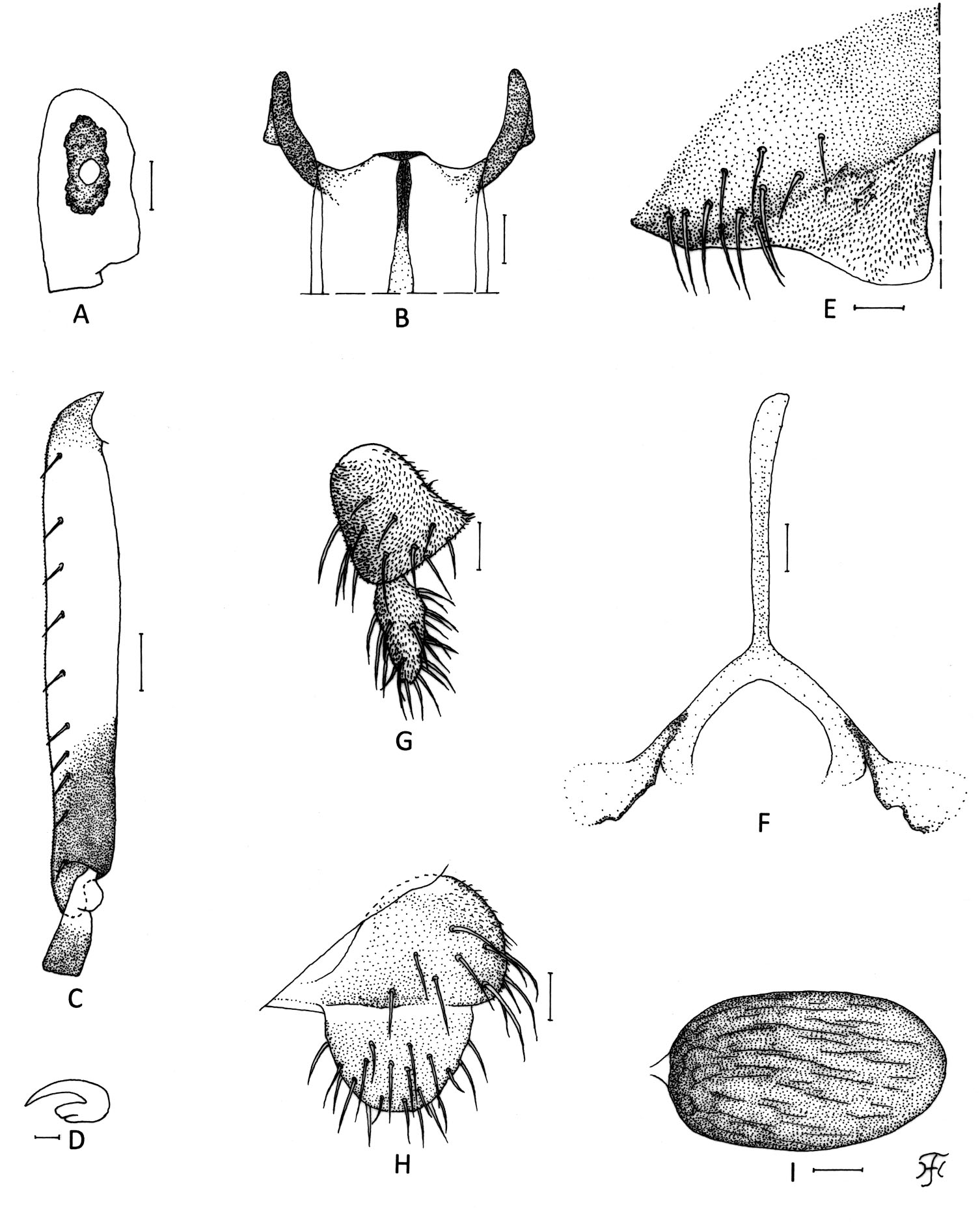 A New Black Fly Species of Simulium (Gomphostilbia) (Diptera ...