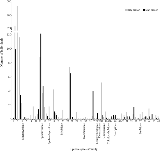 Epizoic Fauna Survey on Phyllostomid Bats (Chiroptera: Phyllostomidae ...