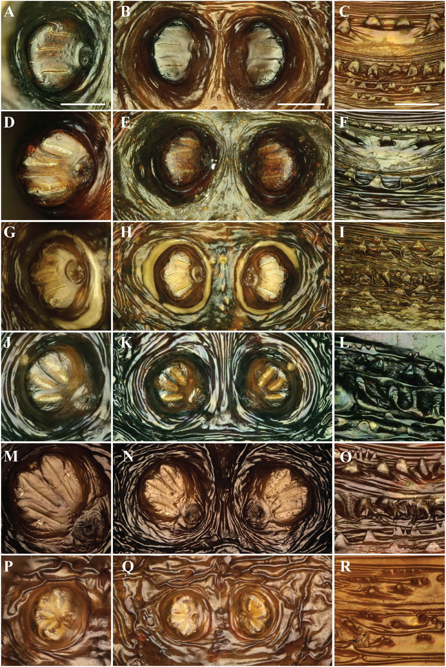 Characterization And Identification Of Puparia Of Hydrotaea Robineau Desvoidy 10 Diptera Muscidae From Forensic And Archaeological Contexts