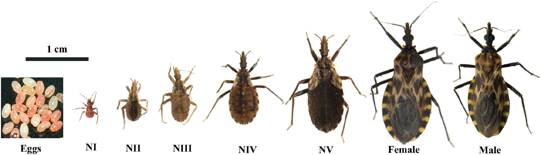 Life Cycle, Feeding, And Defecation Patterns Of Triatoma Carrioni 