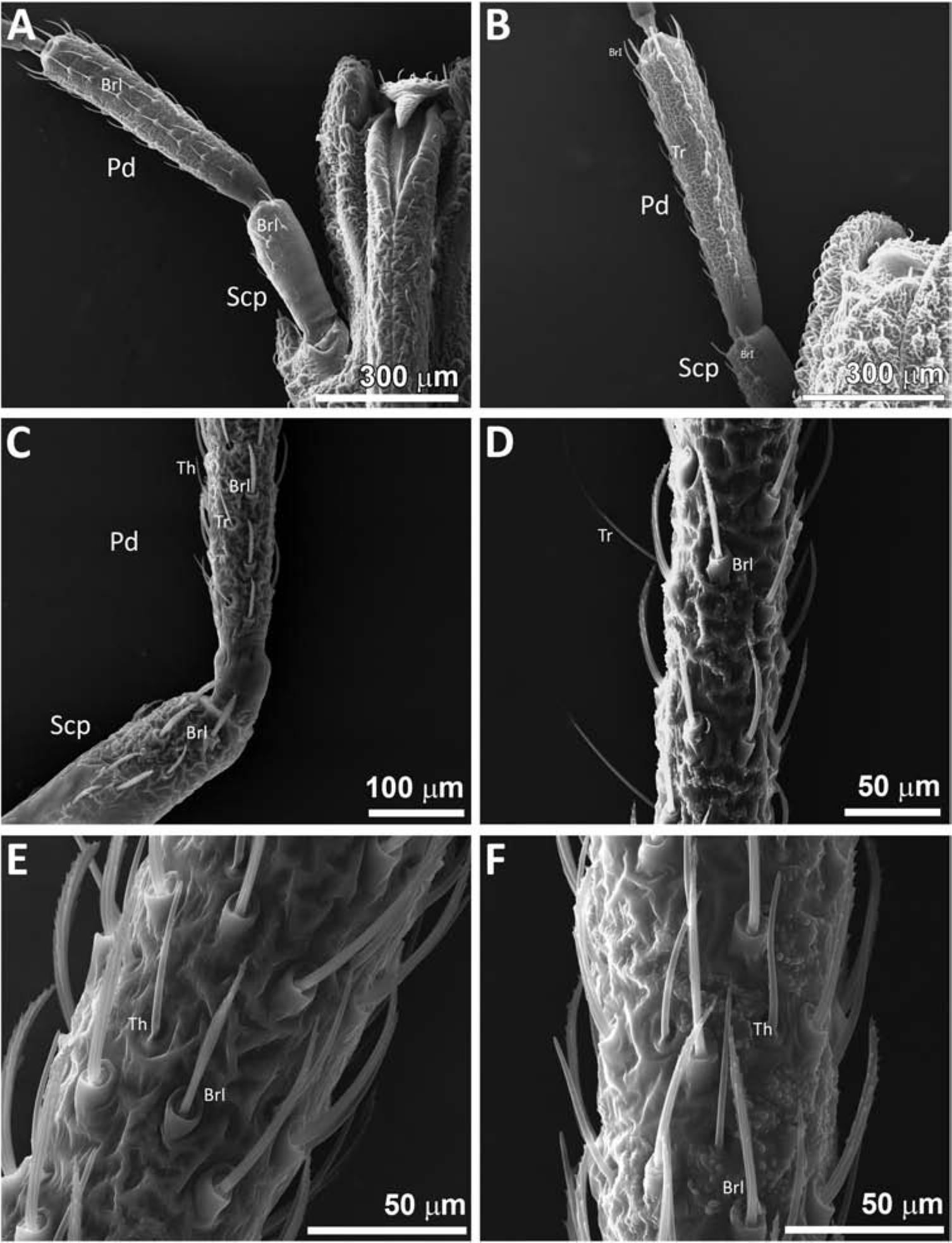 Comparative Study Of The Antennal Phenotype In Species Of The Belminus Hemiptera Triatominae Genus Using Optical And Scanning Electron Microscopy