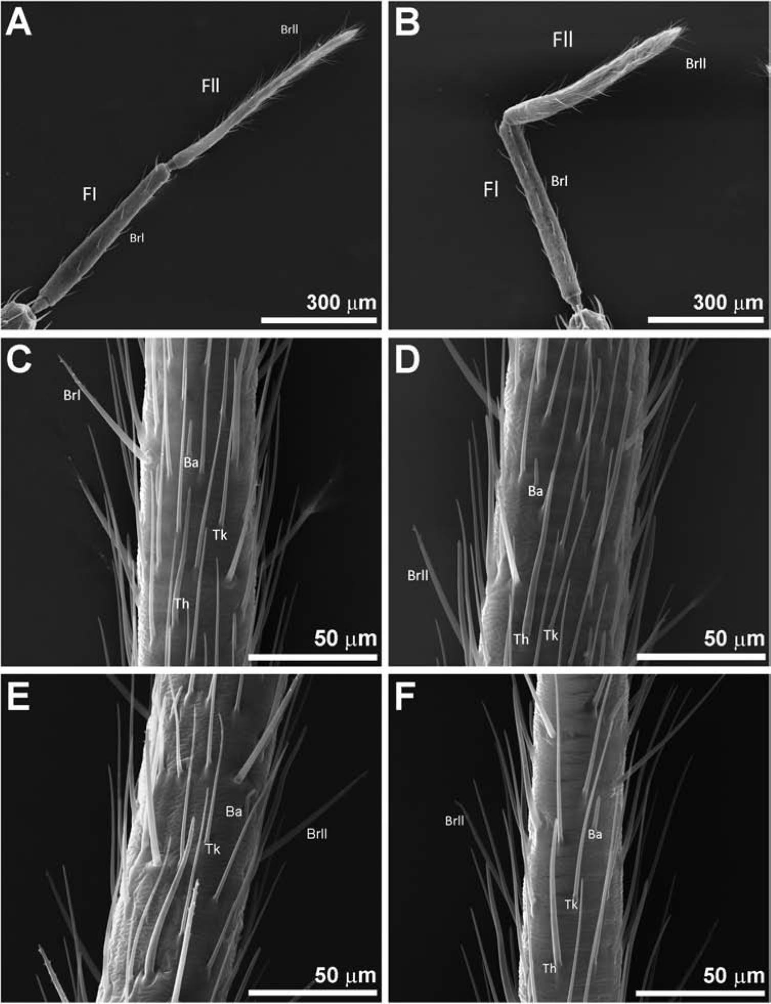 Comparative Study Of The Antennal Phenotype In Species Of The Belminus Hemiptera Triatominae Genus Using Optical And Scanning Electron Microscopy