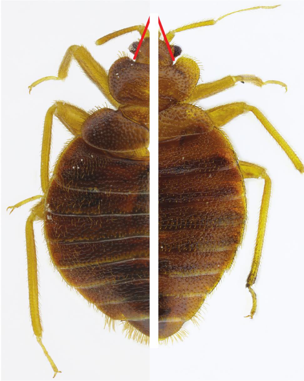 Recent Detection Of Multiple Populations Of The Tropical Bed Bug ...