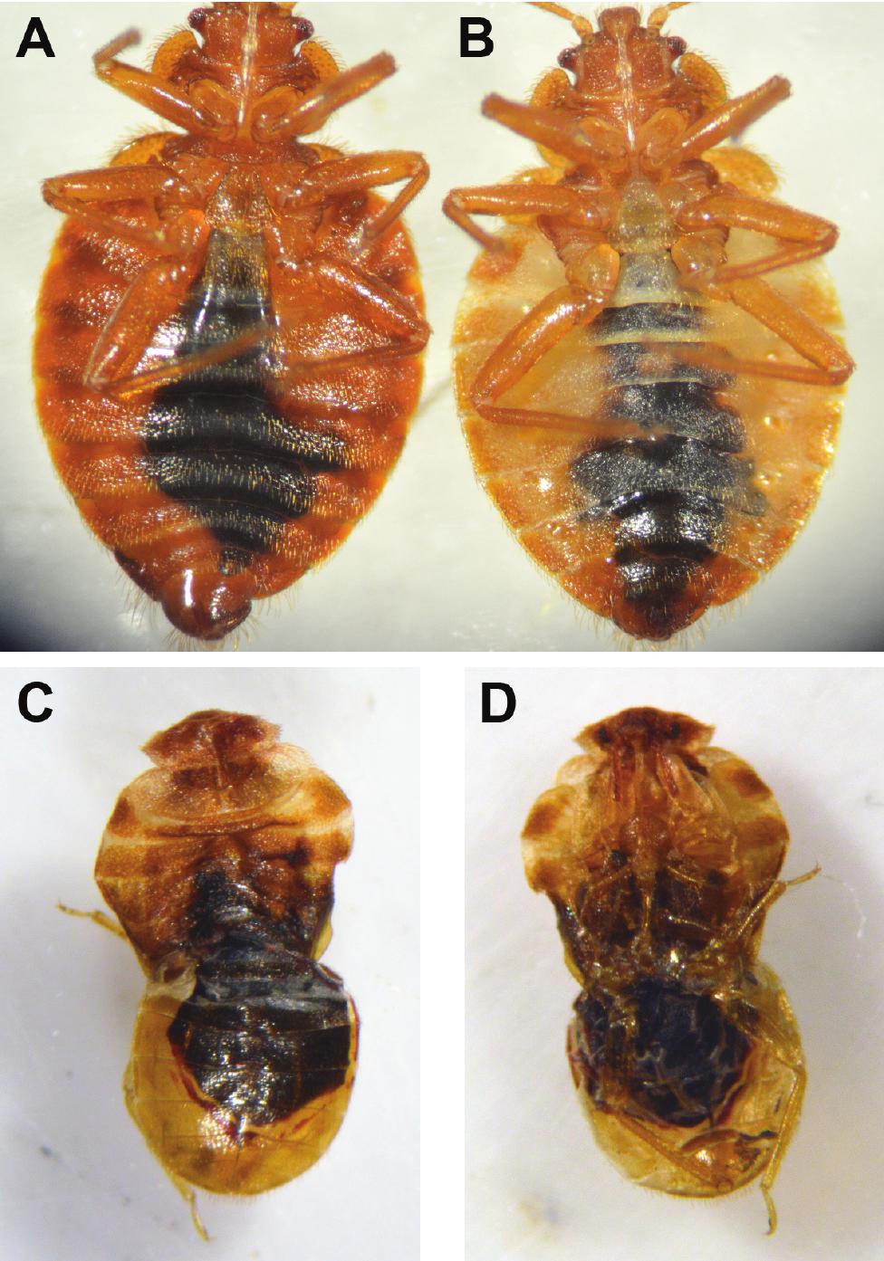 Lethal And Sublethal Effects Of Ingested Hydroprene And Methoprene On Development And Fecundity Of The Common Bed Bug Hemiptera Cimicidae