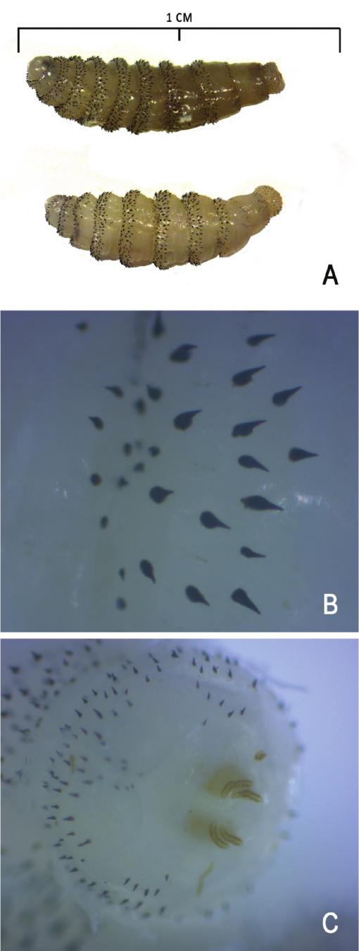 https://bioone.org/ContentImages/Journals/ment/58/1/tjaa181/graphic/WebImages/img-z3-1_114.jpg