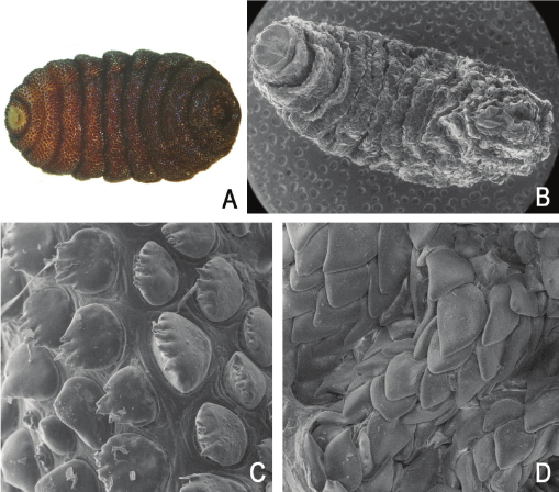 Nasal Bots (Parasites)  Missouri Department of Conservation