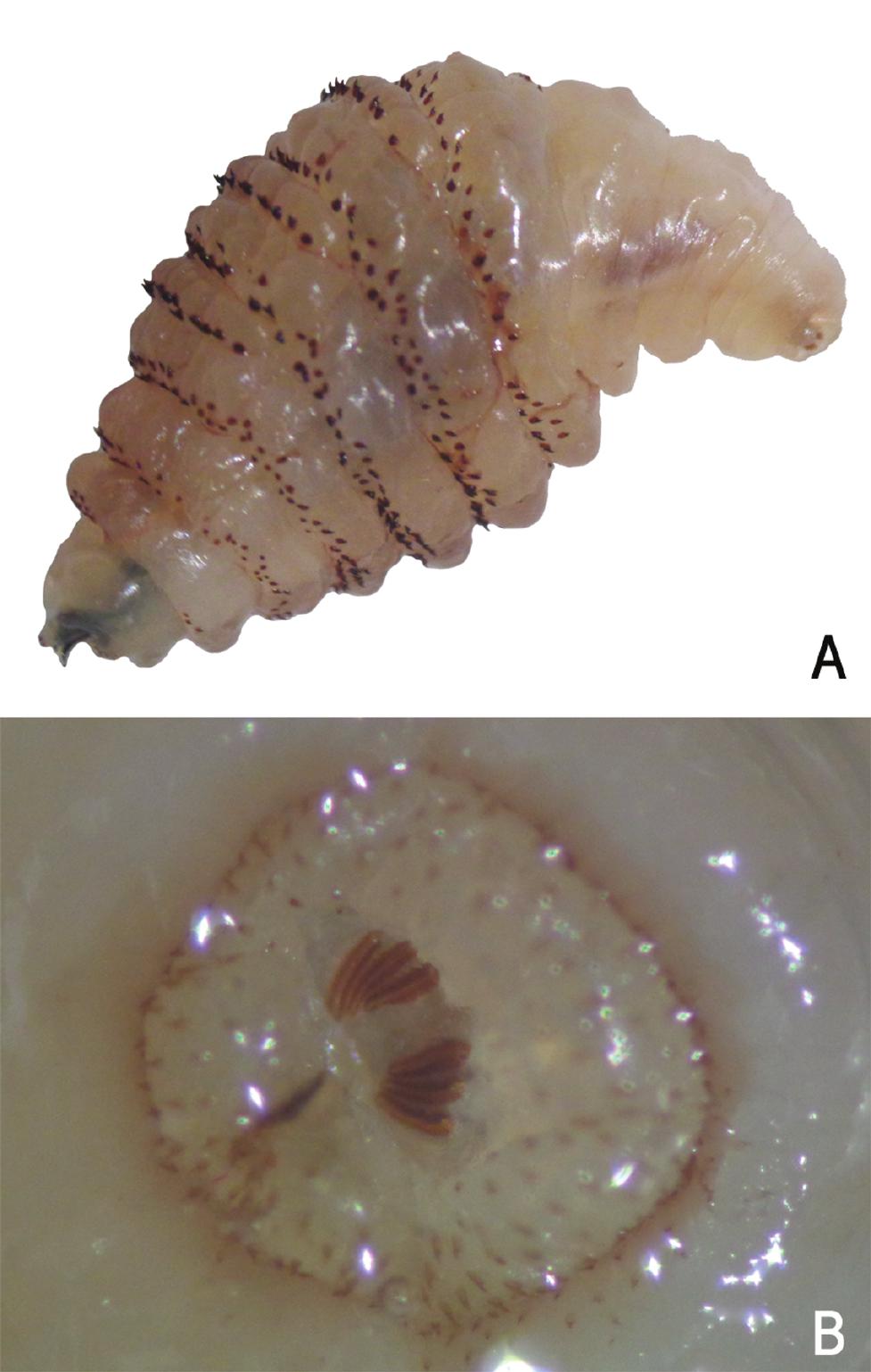 Nasal Bots (Parasites)  Missouri Department of Conservation