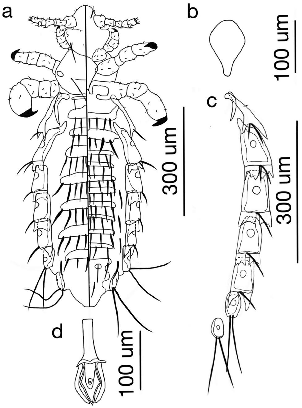 Eight New Species of Sucking Lice (Psocodea: Phthiraptera) From Endemic ...