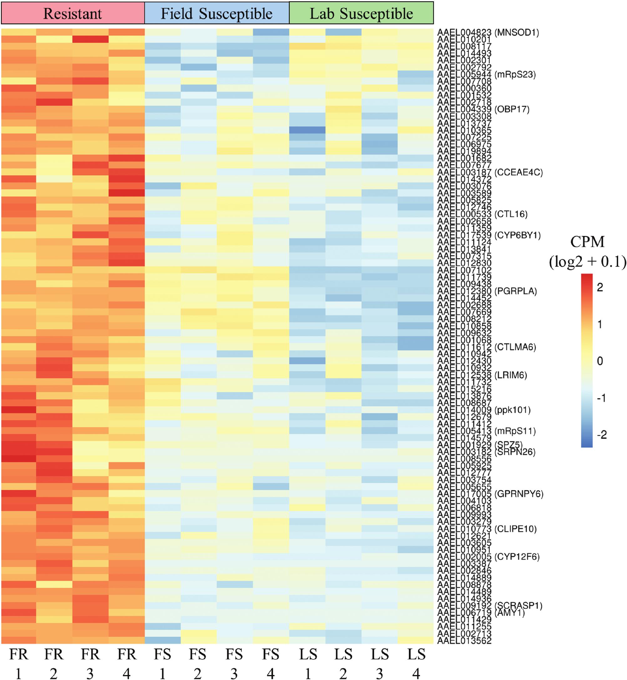 Expansive and Diverse Phenotypic Landscape of Field Aedes aegypti (Diptera:  Culicidae) Larvae with Differential Susceptibility to Temephos: Beyond  Metabolic Detoxification