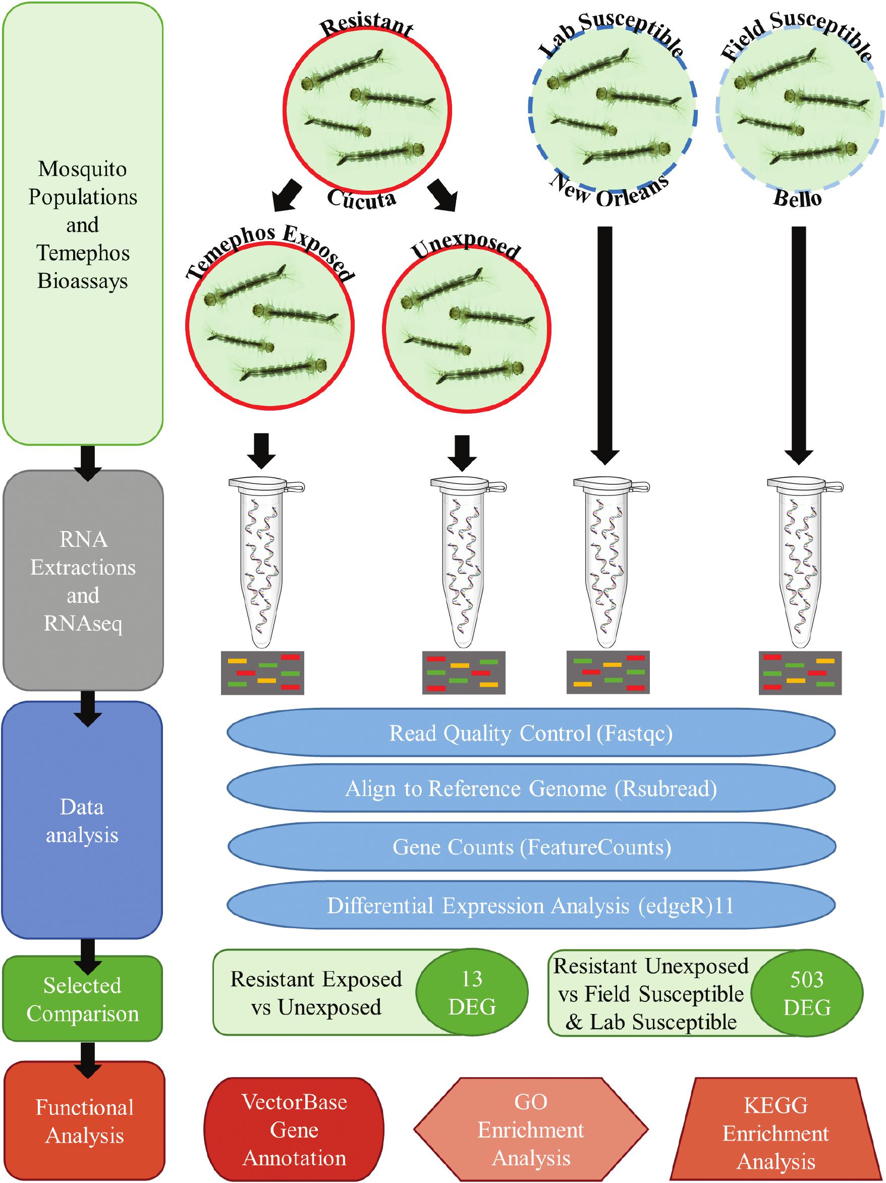 Expansive and Diverse Phenotypic Landscape of Field Aedes aegypti (Diptera:  Culicidae) Larvae with Differential Susceptibility to Temephos: Beyond  Metabolic Detoxification