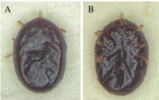 First Report of the Bat Tick Carios kelleyi (Acari: Ixodida: Argasidae ...