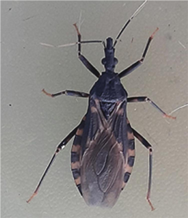 A New Record of the Introduced Species Triatoma infestans (Hemiptera ...