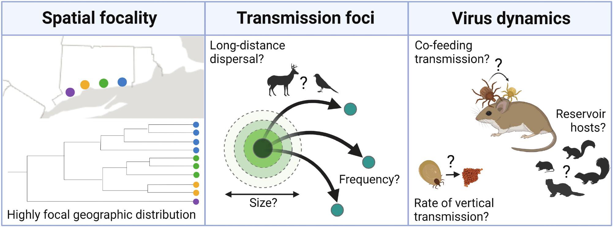 The known unknowns of Powassan virus ecology