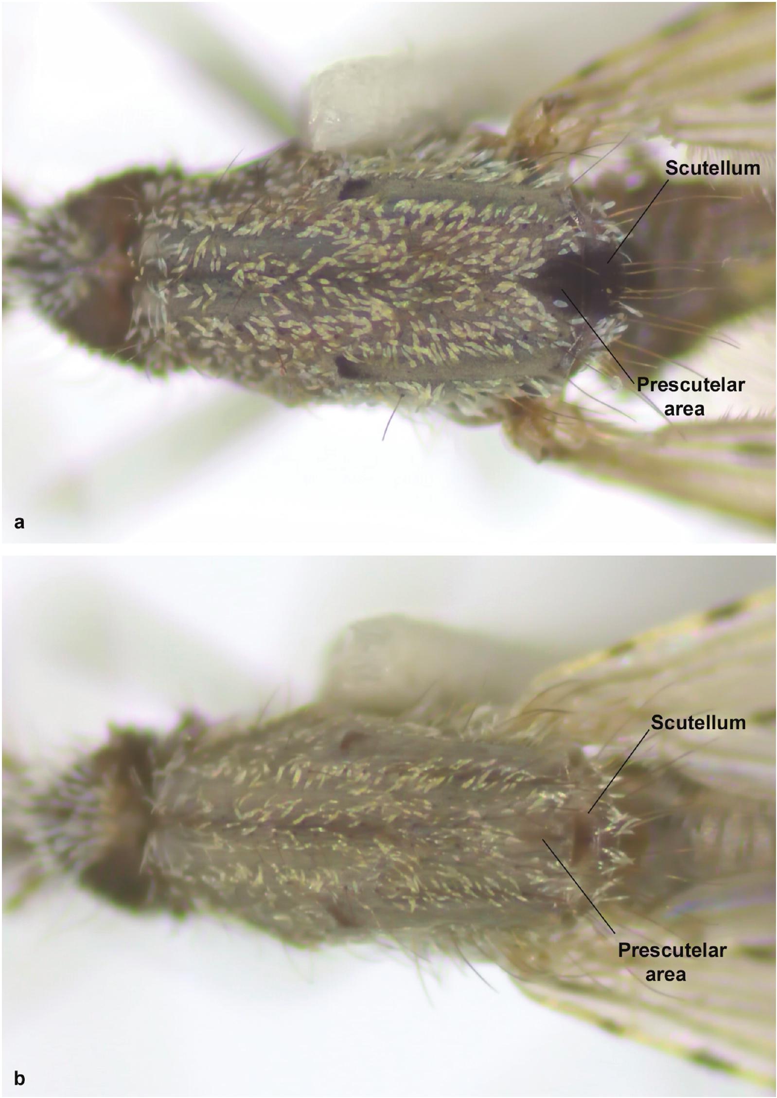 Revision Of The Strodei Subgroup Of Nyssorhynchus (Diptera: Culicidae ...