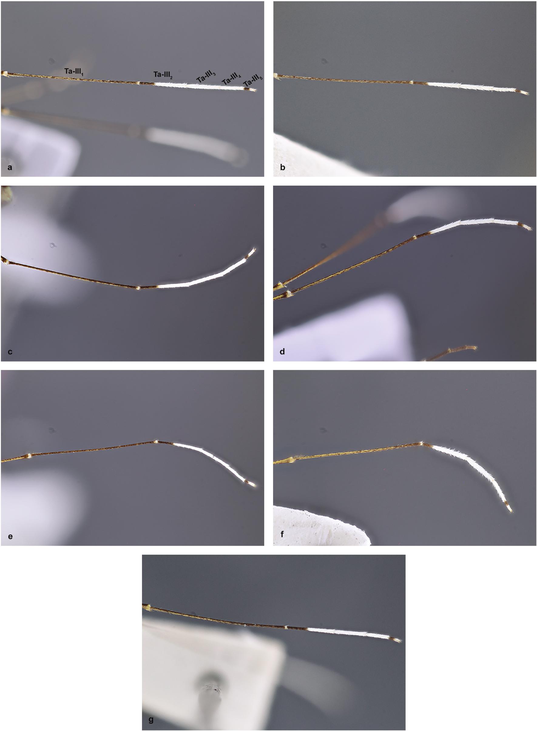 Revision Of The Strodei Subgroup Of Nyssorhynchus (Diptera: Culicidae ...