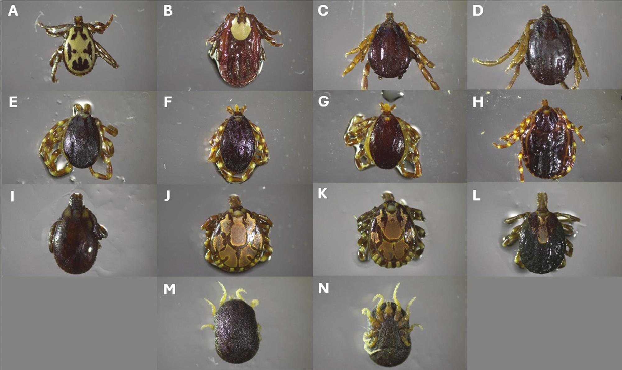 Ticks and hemoplasma screening in dromedary camels (Camelus dromedarius ...