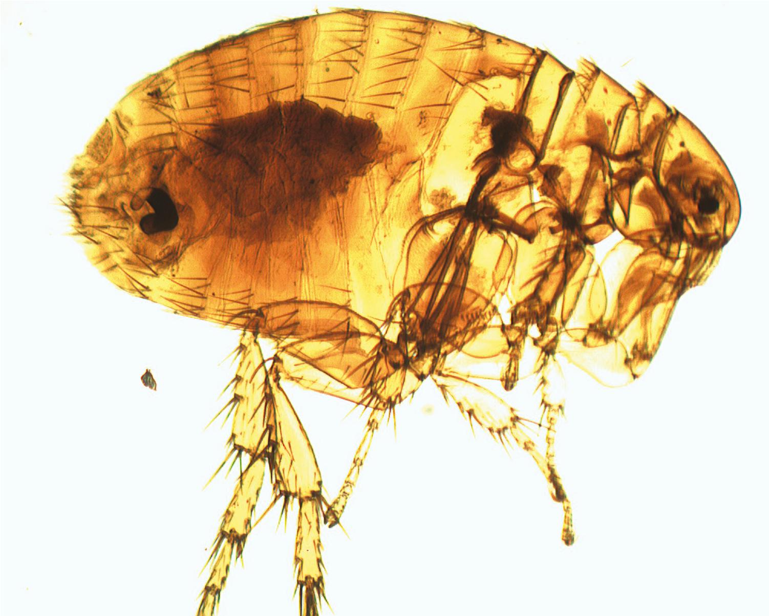 Current knowledge on fleas (Siphonaptera) associated with human plague ...