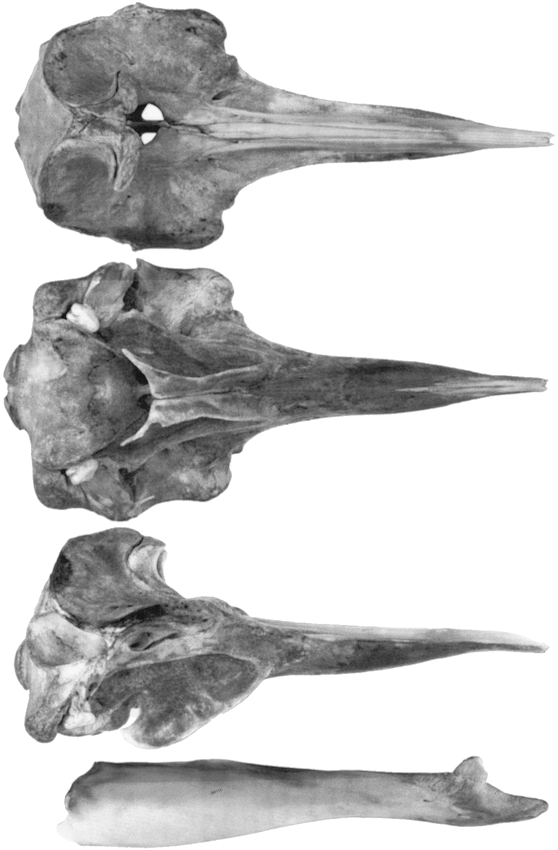 Mesoplodon europaeus