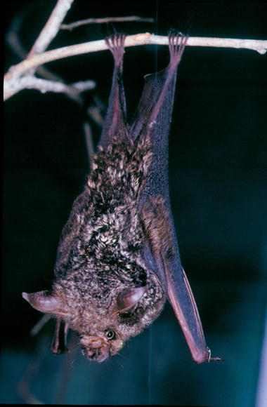 Hipposideros cyclops