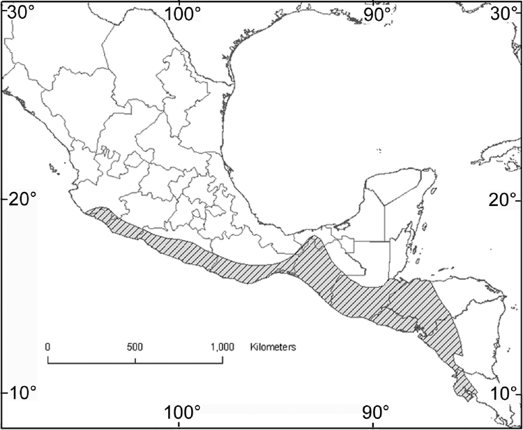 Carollia Subrufa (Chiroptera: Phyllostomidae)