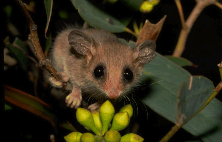 Cercartetus concinnus (Diprotodontia: Burramyidae)