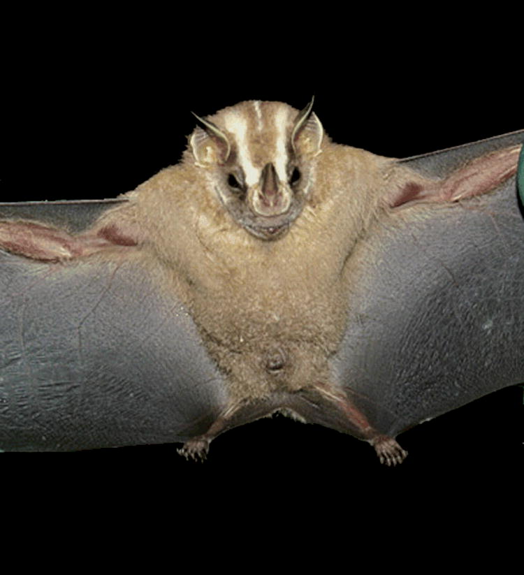 Platyrrhinus recifinus (Chiroptera: Phyllostomidae)