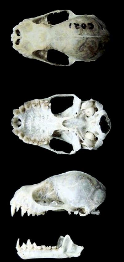 Platyrrhinus recifinus (Chiroptera: Phyllostomidae)