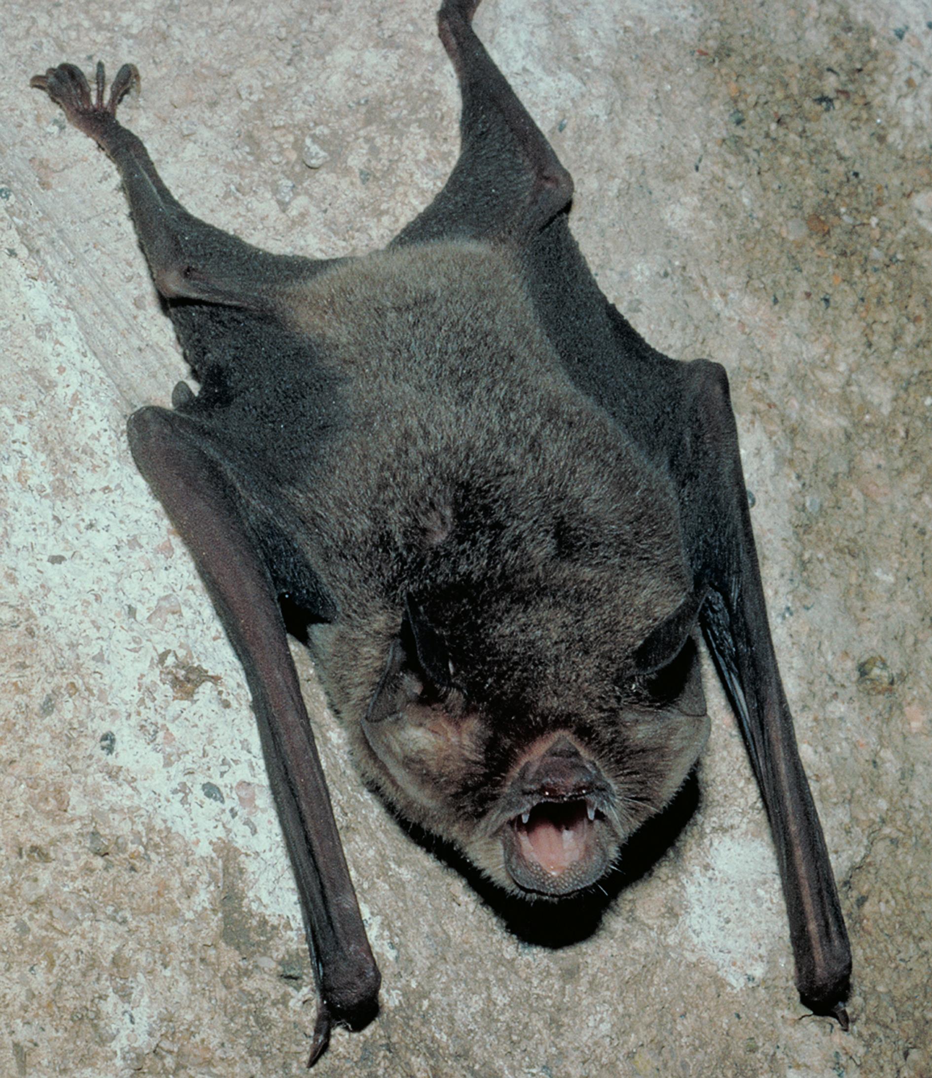 sooty mustached bat