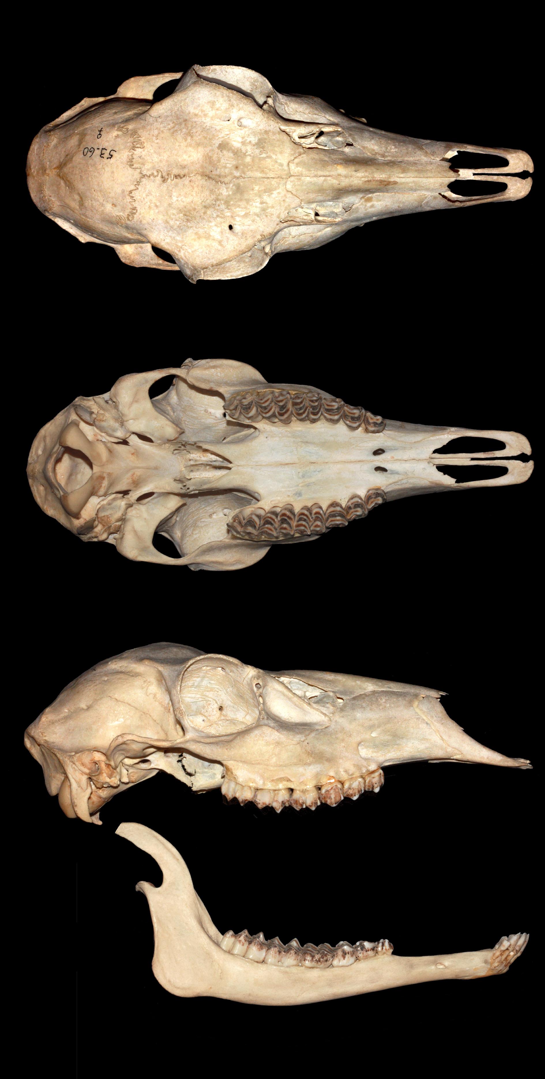 Tableau Skull Amérique