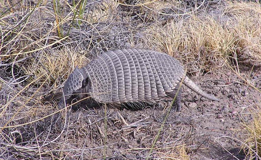 Zaedyus pichiy (Cingulata: Dasypodidae)