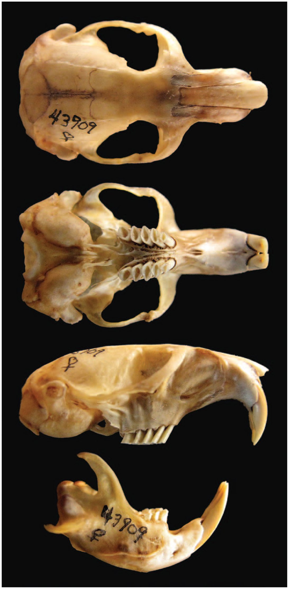 northern pocket gopher skull