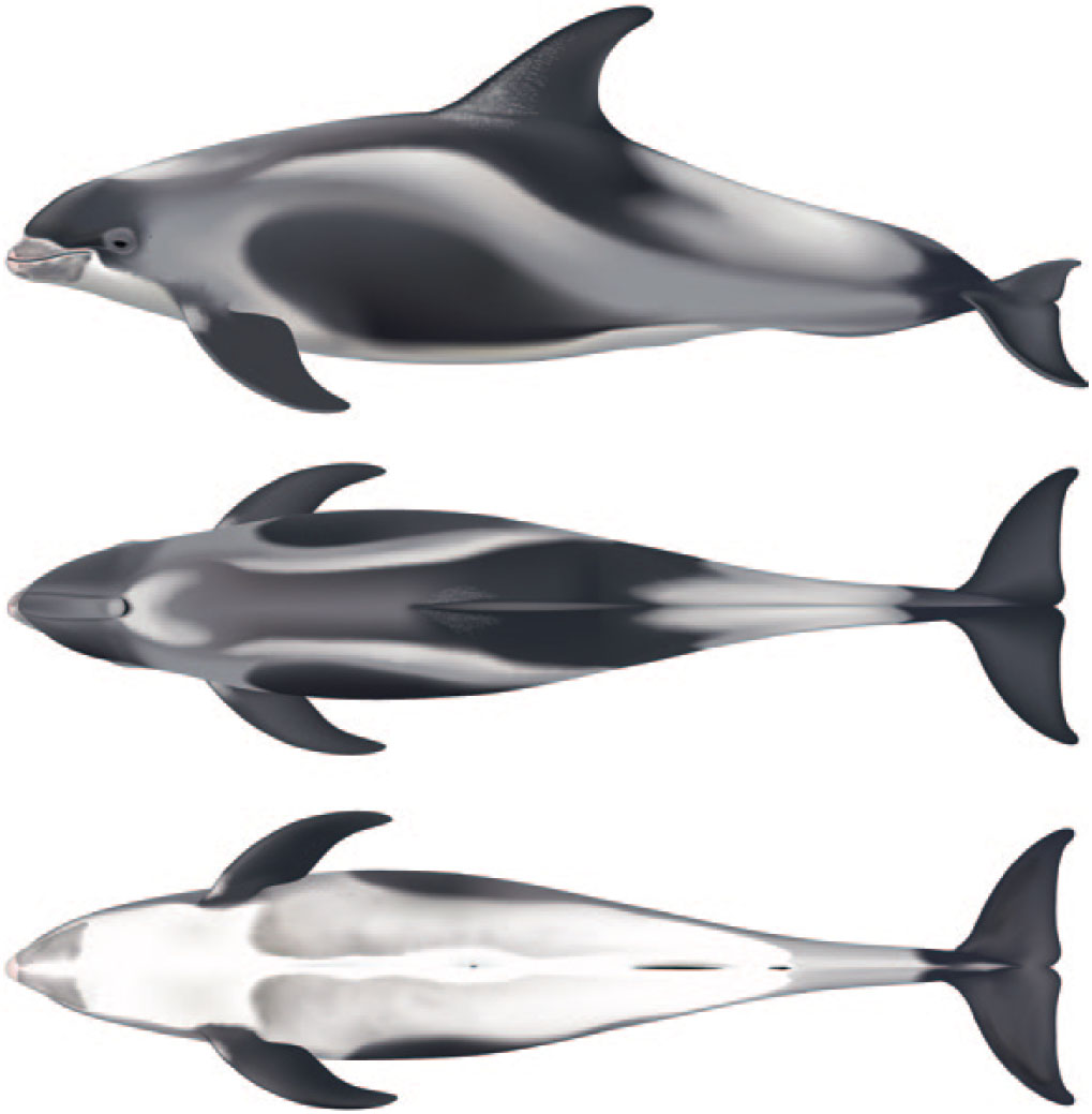 Lagenorhynchus albirostris (Cetacea: Delphinidae)