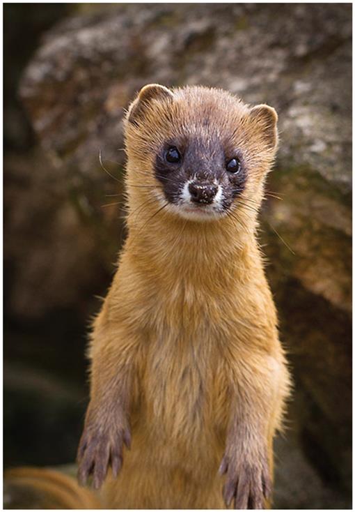 Mustela sibirica (Carnivora: Mustelidae)