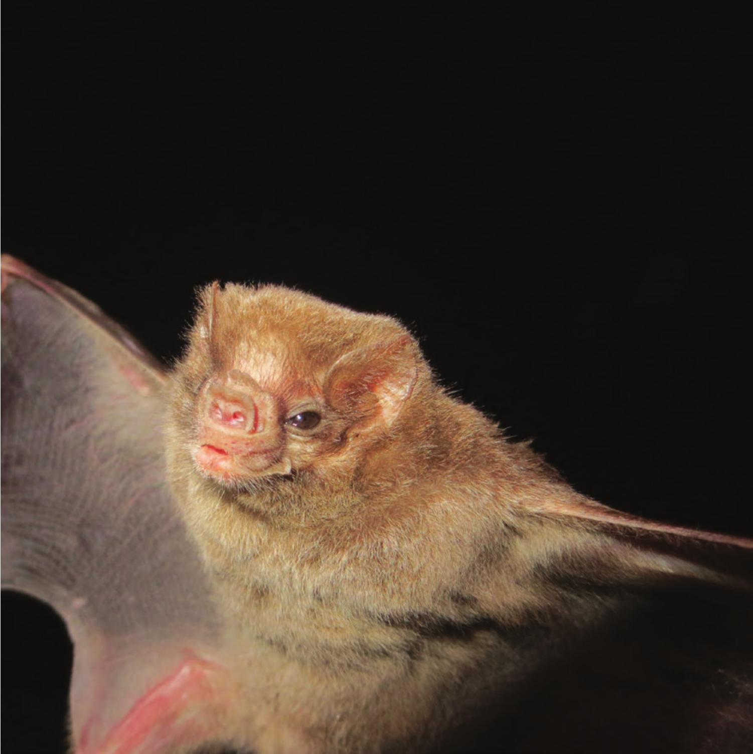 Diphylla ecaudata (Chiroptera: Phyllostomidae)