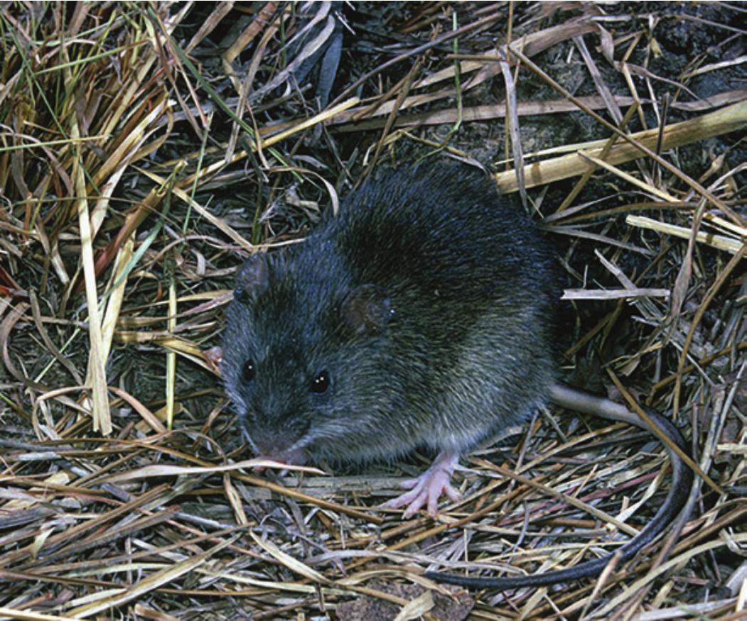 Trapping Tiny Pocket Mice in the Nebraska Prairie - Cool Green Science