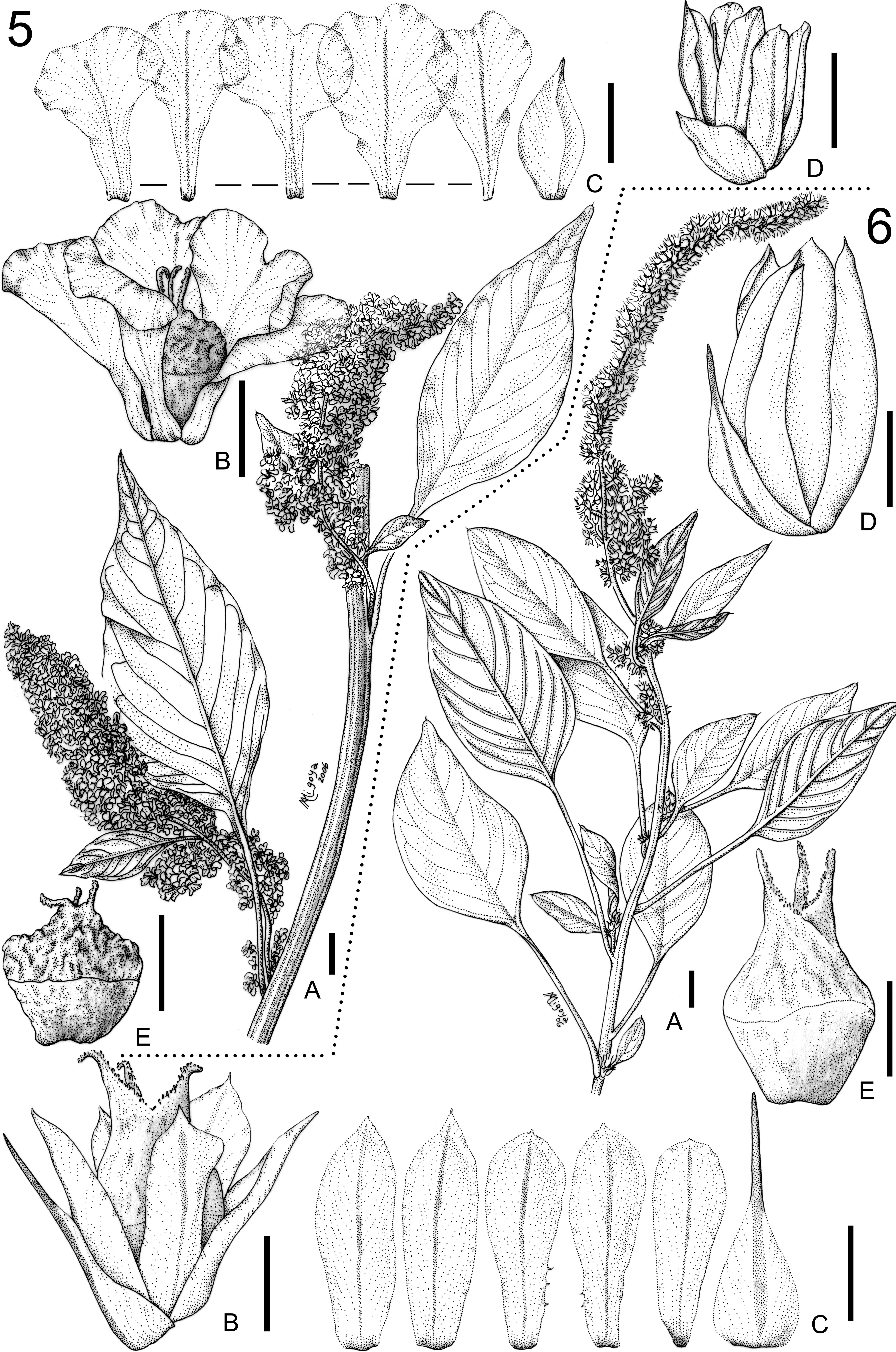 Revisión Taxonómica de las Especies Monoicas de Amaranthus (Amaranthaceae):  Amaranthus subg. Amaranthus y Amaranthus subg. Albersia1