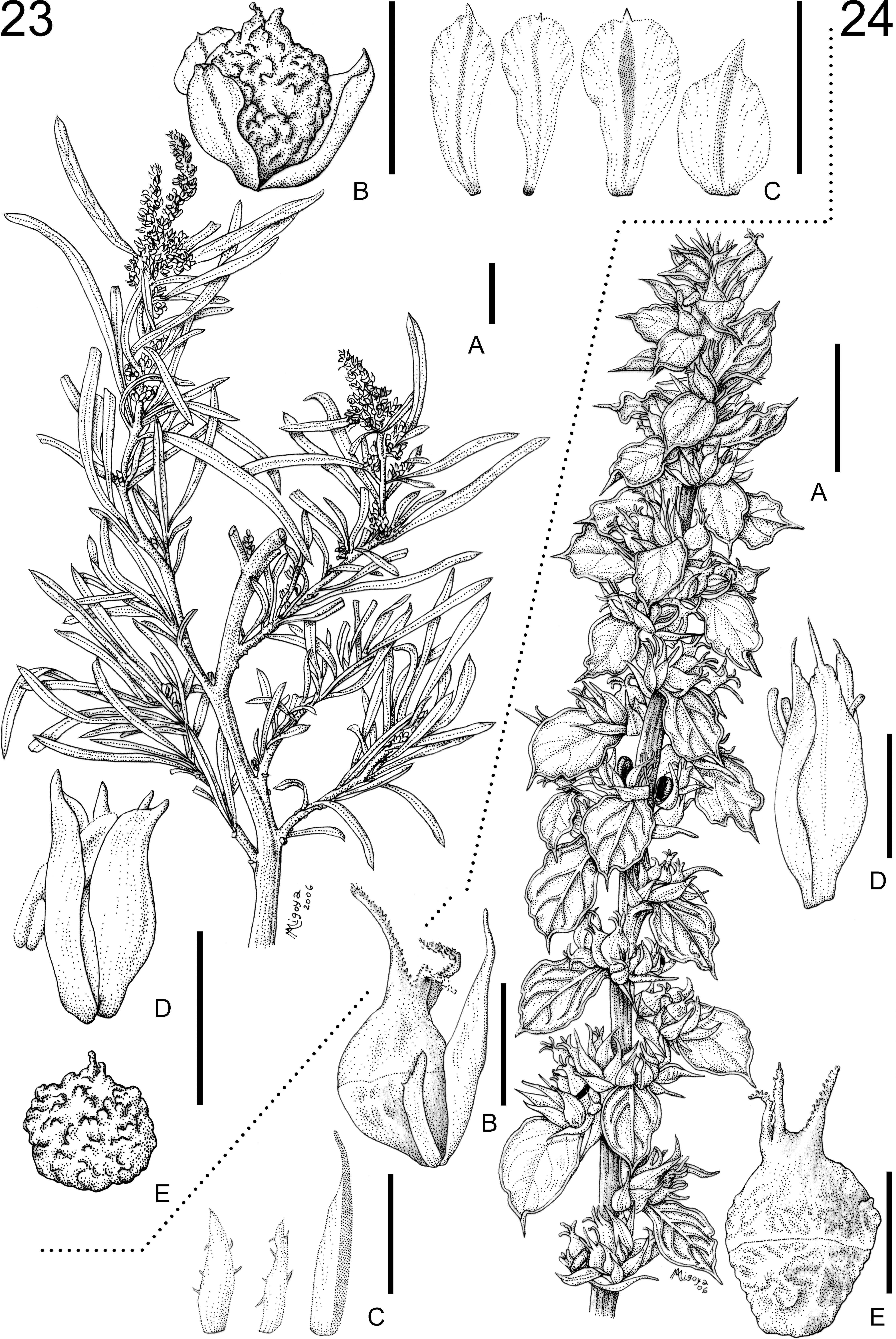 Revisión Taxonómica de las Especies Monoicas de Amaranthus (Amaranthaceae):  Amaranthus subg. Amaranthus y Amaranthus subg. Albersia1