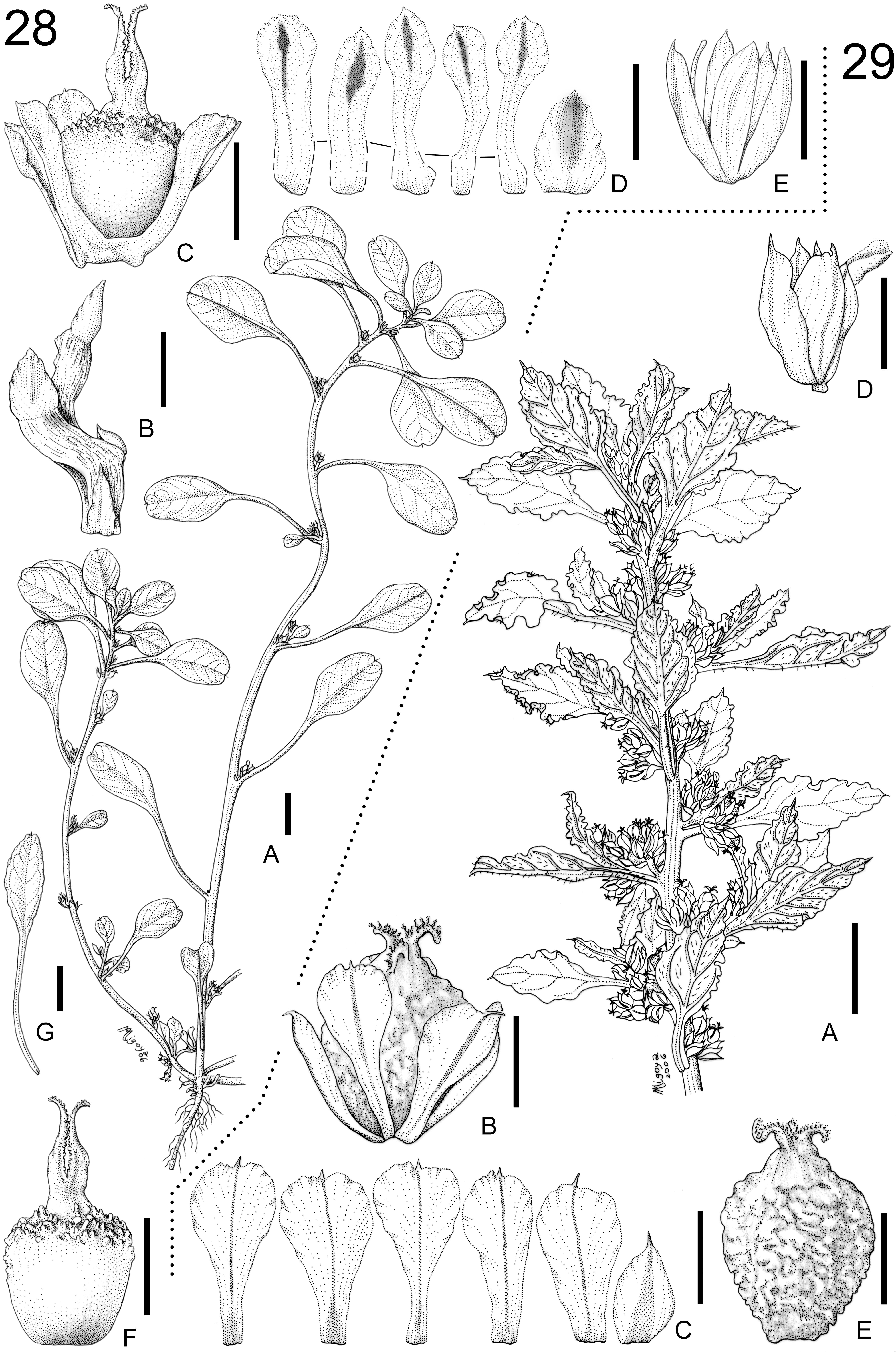 Revisión Taxonómica de las Especies Monoicas de Amaranthus (Amaranthaceae):  Amaranthus subg. Amaranthus y Amaranthus subg. Albersia1