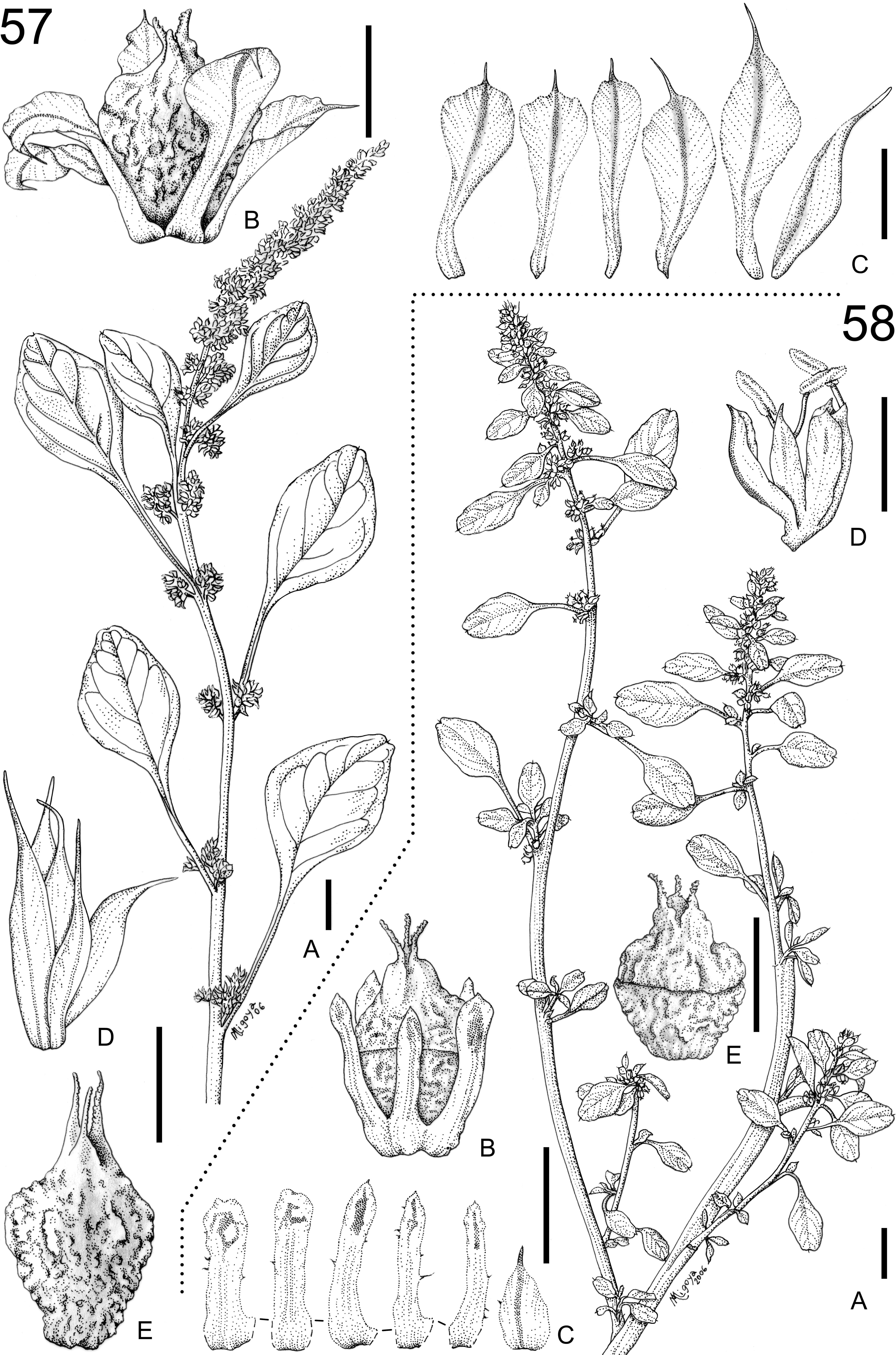Revision Taxonomica De Las Especies Monoicas De Amaranthus