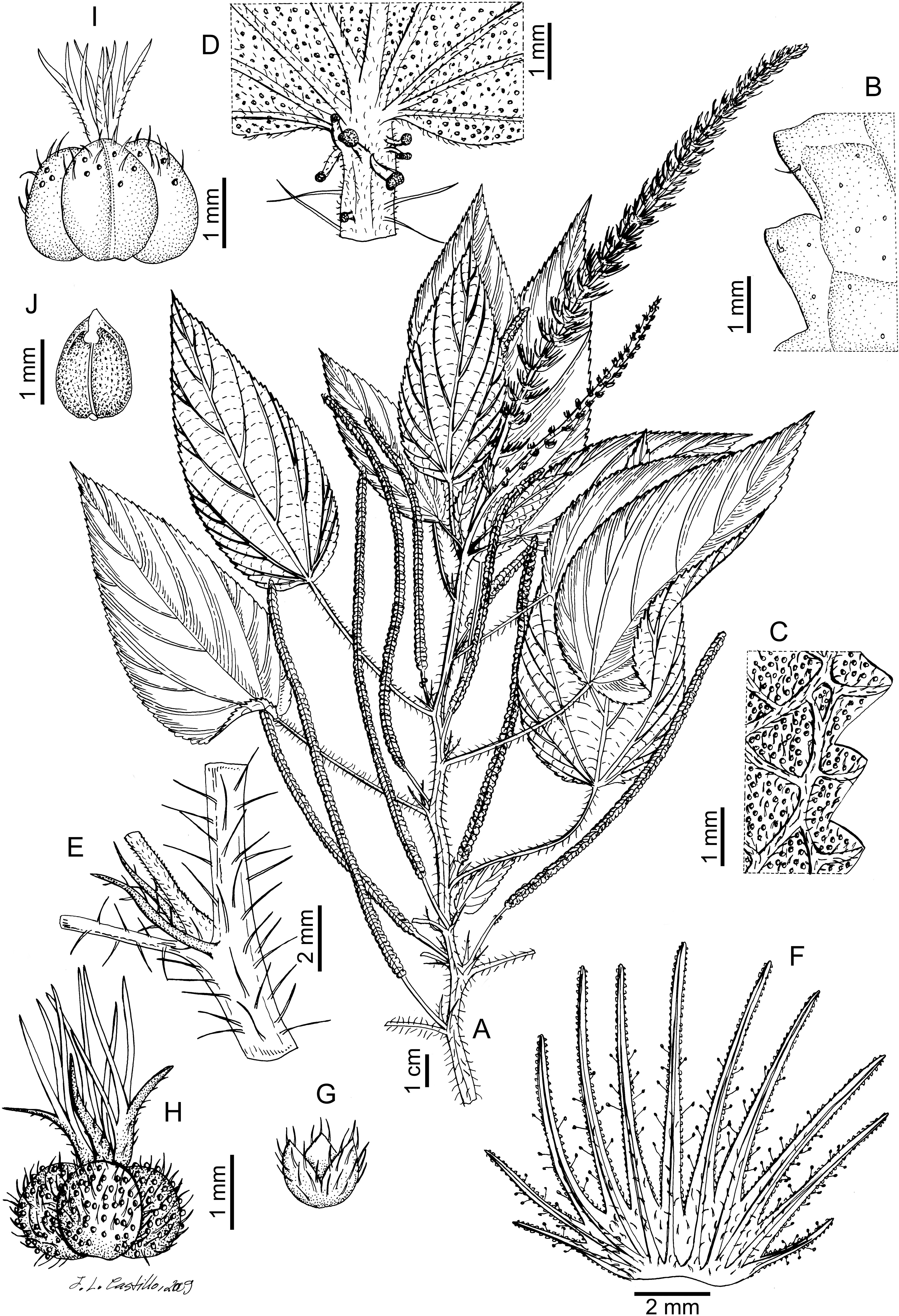 Synopsis of Acalypha (Euphorbiaceae) of Argentina, Paraguay, and Uruguay1