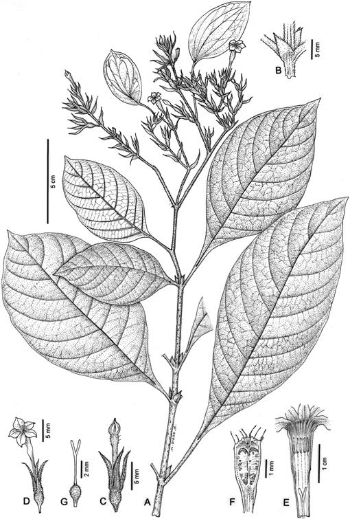 LITSEA CUBEBA 10 ml - Azienda La Fontana