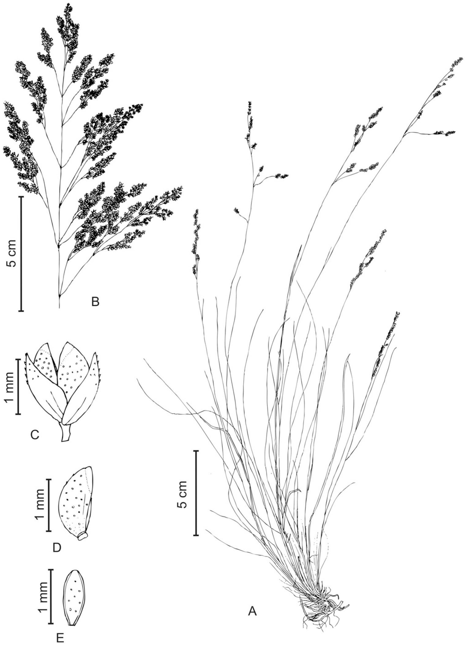 A Synopsis of Briza, Brizochloa, and Chascolytrum (Poaceae, Pooideae ...